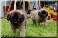 leonberger 071.jpg